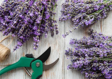 Mevsimlik lavanta budanması. Bir demet kesilmiş lavanta ve budama makası. Bahçe konsepti