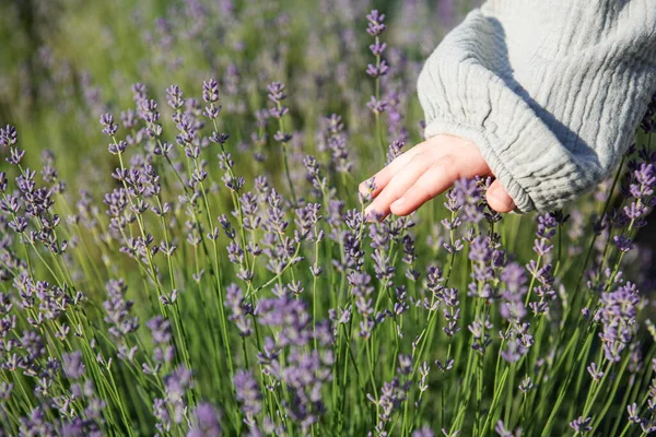 Child Hand Touches Lavender Flowers Lavender Field Summer Sunny Day — Stock Photo, Image