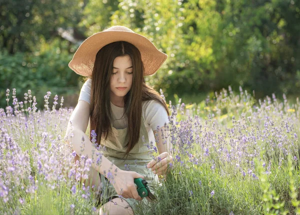 Young Girl Cuts Lavender Secateurs Gardening Concept Young Woman Pruner — ストック写真