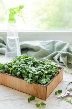 Mikroçicek ayçiçeği. Evde yeşillik yetişiyor..