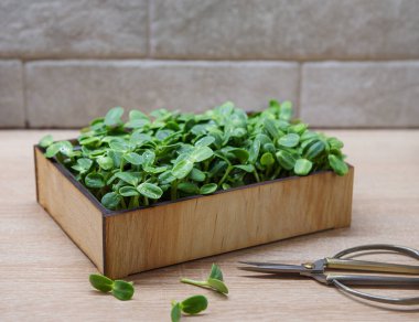 Mikroçicek ayçiçeği. Evde yeşillik yetişiyor..