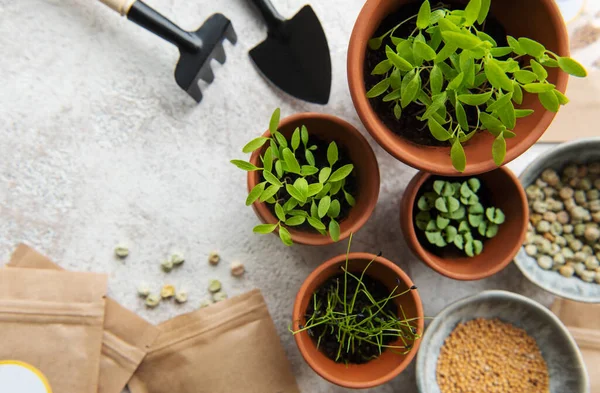 Pots with seedlings, seeds and sowing equipment on the table. Healthy food.