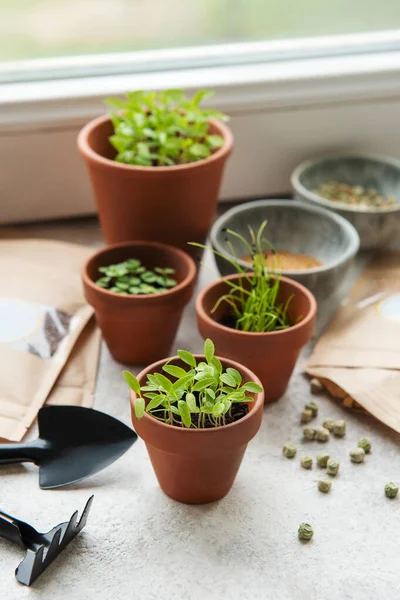 Pots with seedlings, seeds and sowing equipment on the table. Healthy food.