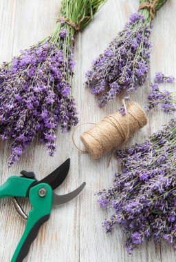 Mevsimlik lavanta budanması. Bir demet kesilmiş lavanta ve budama makası. Bahçe konsepti