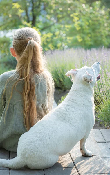 Little Girl White Dog Sits Admires Lavender Field View Back — стоковое фото