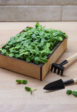 Mikroçicek ayçiçeği. Evde yeşillik yetişiyor..