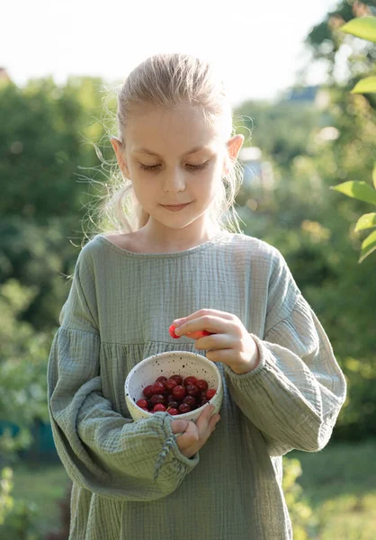 Liten Jente Som Plukker Kirsebærbær Hagen – stockfoto