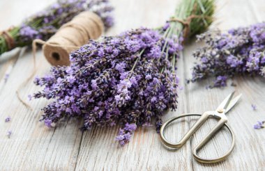 Mevsimlik lavanta budanması. Bir demet kesilmiş lavanta ve makas. Bahçe konsepti