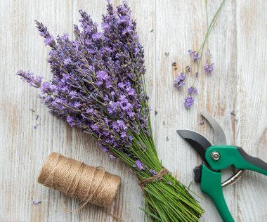 Mevsimlik lavanta budanması. Bir demet kesilmiş lavanta ve makas. Bahçe konsepti