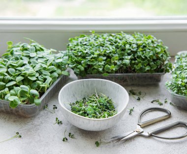 Assortment of micro greens on table. Healthy food