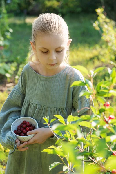 Маленька Дівчинка Збирає Свіжу Вишневу Ягоду Саду — стокове фото