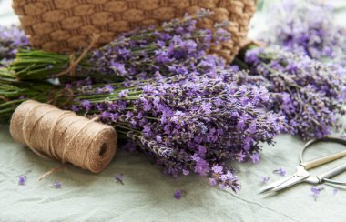 Mevsimlik lavanta budanması. Bir demet kesilmiş lavanta ve makas. Bahçe konsepti