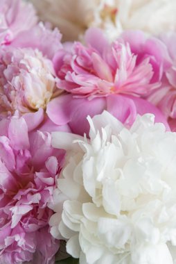 Bir sürü pembe renkli şakayık buketi yakın plan. Güzel çiçek bayramı geçmişi. 