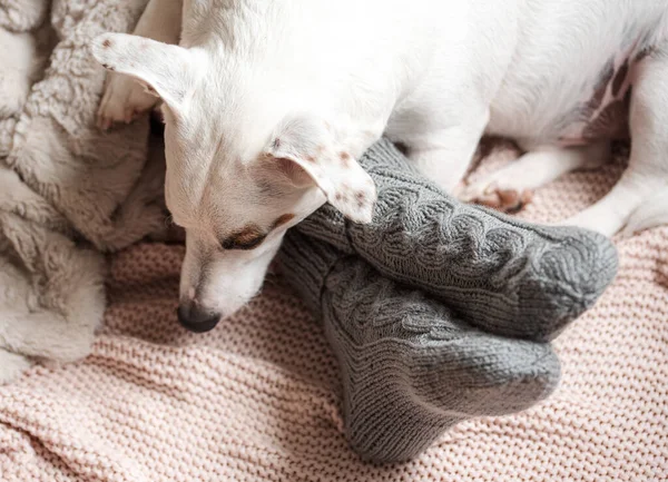 居心地の良いニットの靴下の若い女の子の足 暖かい靴下の女性の足が再生されます その犬は少女の隣で寝ている 暖房期の概念 — ストック写真