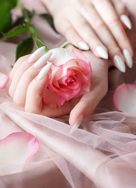 Beautiful hands of a young woman with white manicure on nails. Pink tulle  background. Beautiful pink rose in hands