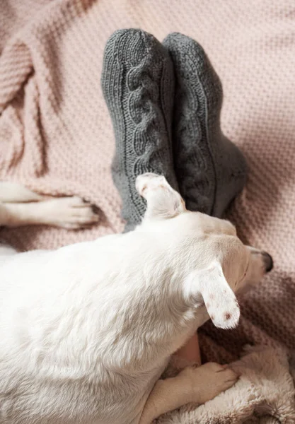 居心地の良いニットの靴下の若い女の子の足 暖かい靴下の女性の足が再生されます その犬は少女の隣で寝ている 暖房期の概念 — ストック写真