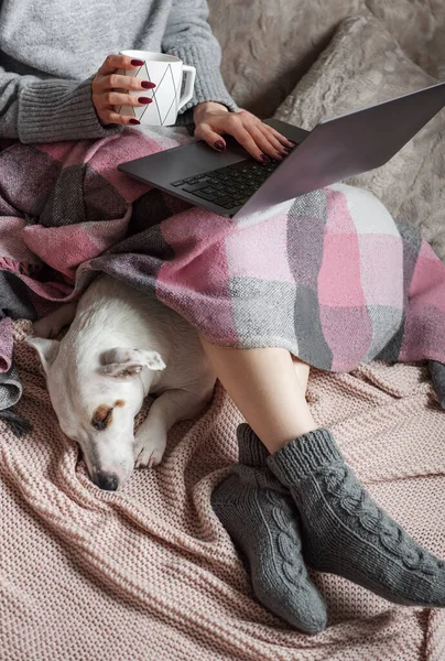 Cozy home, woman covered with warm blanket, drinks coffee and works on a laptop,  sleeping dog next to woman. Relax, carefree, comfort lifestyle.