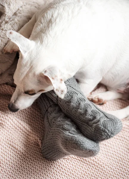 居心地の良いニットの靴下の若い女の子の足 暖かい靴下の女性の足が再生されます その犬は少女の隣で寝ている 暖房期の概念 — ストック写真