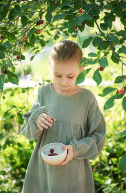 在花园里的小女孩采摘新鲜樱桃浆果
