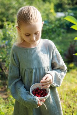 在花园里的小女孩采摘新鲜樱桃浆果