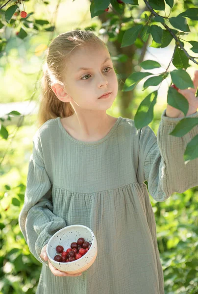 Маленька Дівчинка Збирає Свіжу Вишневу Ягоду Саду — стокове фото