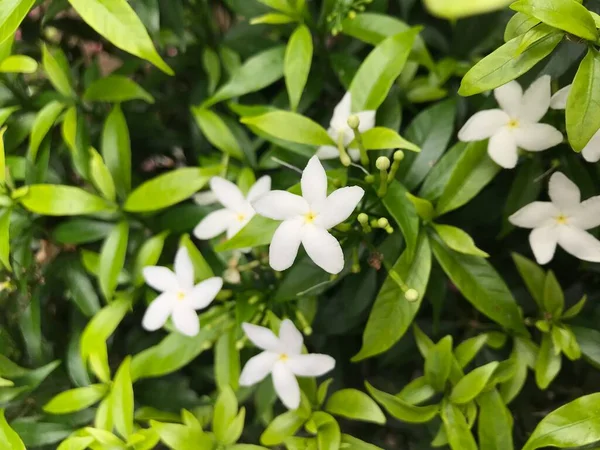 葉が緑の美しい白花を咲かせます 新鮮な自然 — ストック写真