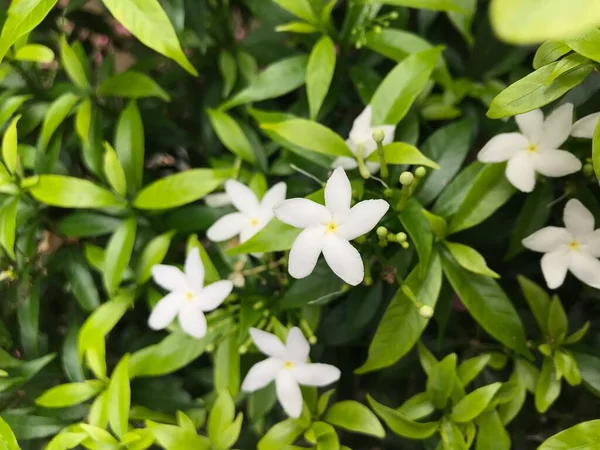 Vacker Blomma Vit Med Blad Grön Natur Bakgrund Färska Naturliga — Stockfoto
