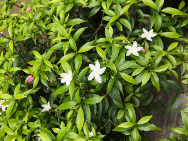 Yaprak yeşili doğası olan güzel çiçek beyazı. arka plan taze doğal