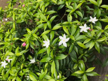 Yaprak yeşili doğası olan güzel çiçek beyazı. arka plan taze doğal