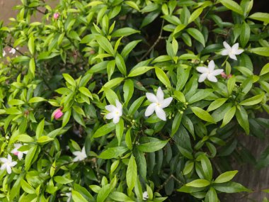 Yaprak yeşili doğası olan güzel çiçek beyazı. arka plan taze doğal