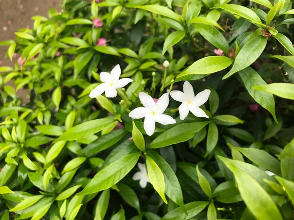 Bela Flor Branca Com Folha Verde Natureza Fundo Fresco Natural — Fotografia de Stock