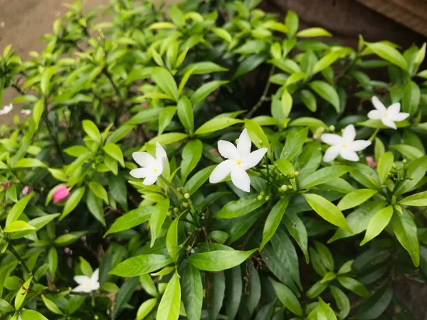 Красива Квітка Біла Листям Зеленої Природи Фон Свіжий Натуральний — стокове фото