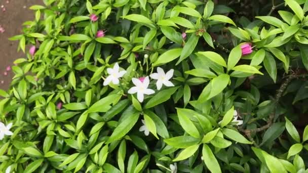 Schöne Blume Weiß Mit Blatt Grüne Natur Hintergrund Frische Natürliche — Stockvideo