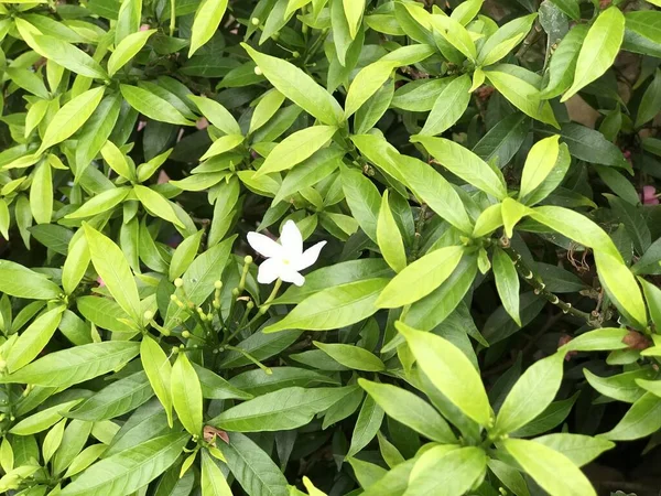 Gyönyörű Virág Fehér Levél Zöld Természet Háttér Friss Természetes Szórólap — Stock Fotó