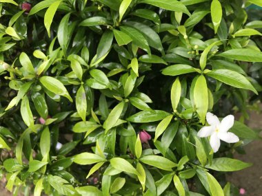 Yaprak yeşili doğası olan güzel çiçek beyazı. arka plan taze doğal
