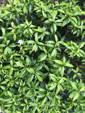 Yaprak yeşili doğası olan güzel çiçek beyazı. arka plan taze doğal