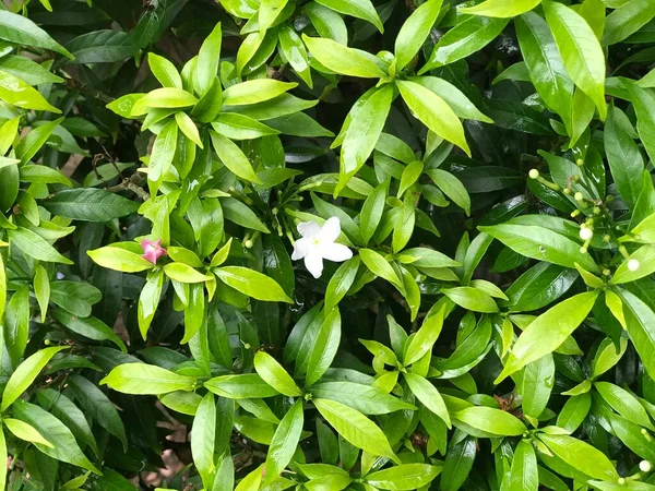 Bela Flor Branca Com Folha Verde Natureza Fundo Fresco Natural — Fotografia de Stock