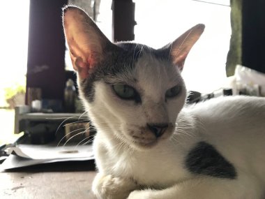 Broşür, poster, reklam vesaire için güzel beyaz kedi.