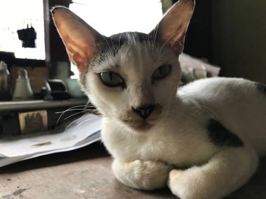 Broşür, poster, reklam vesaire için güzel beyaz kedi.