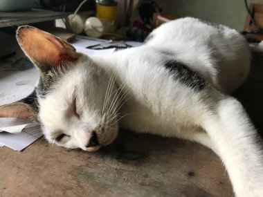 Broşür, poster, reklam vesaire için güzel beyaz kedi.