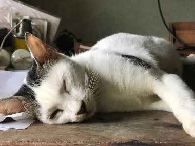 Broşür, poster, reklam vesaire için güzel beyaz kedi.