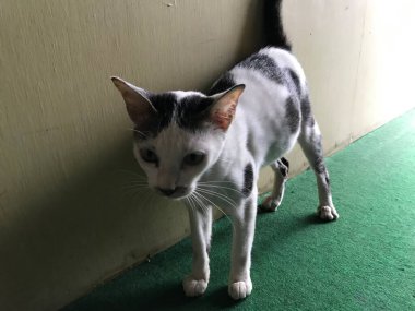 Broşür, poster, reklam vesaire için güzel beyaz kedi.