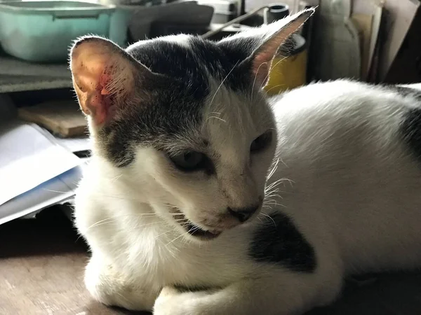 Hermoso Gato Lindo Blanco Para Volante Cartel Publicidad Etc — Foto de Stock