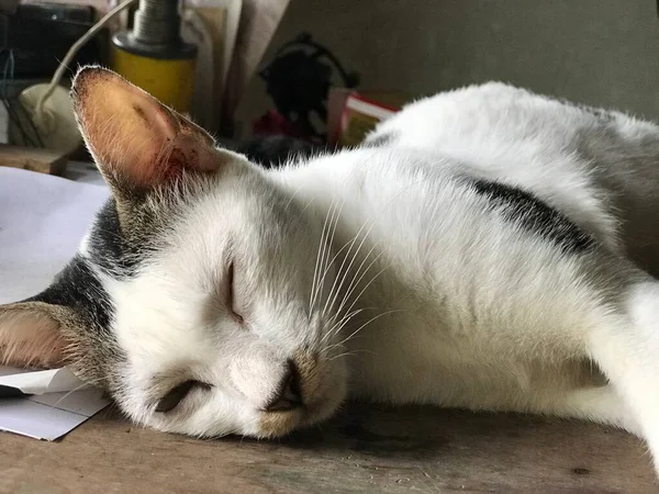 Hermoso Gato Lindo Blanco Para Volante Cartel Publicidad Etc — Foto de Stock