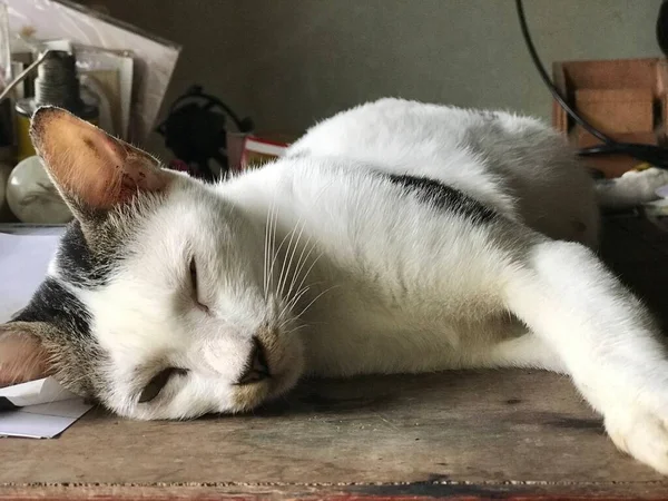 Hermoso Gato Lindo Blanco Para Volante Cartel Publicidad Etc — Foto de Stock