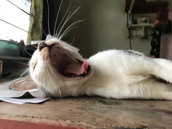 Hermoso Gato Lindo Blanco Para Volante Cartel Publicidad Etc — Foto de Stock