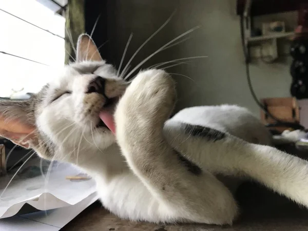 Bellissimo Gatto Carino Bianco Volantino Poster Pubblicità Così — Foto Stock