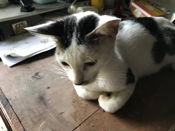 Bellissimo Gatto Carino Bianco Volantino Poster Pubblicità Così — Foto Stock