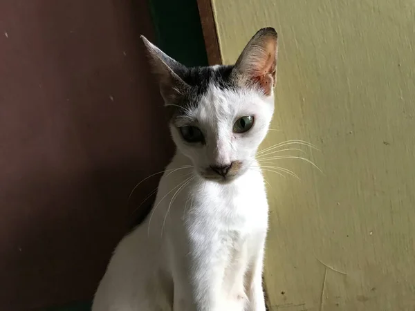 Bellissimo Gatto Carino Bianco Volantino Poster Pubblicità Così — Foto Stock