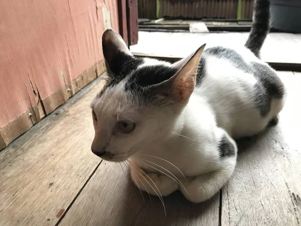 Kucing Kulit Putih Yang Cantik Untuk Selebaran Poster Iklan Dan — Stok Foto